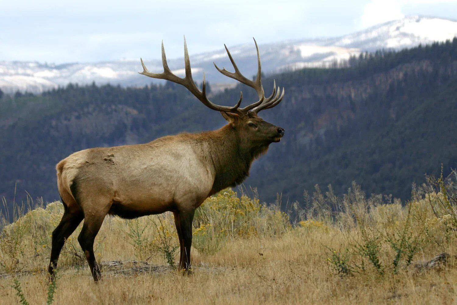 Bull elk in the high meadows